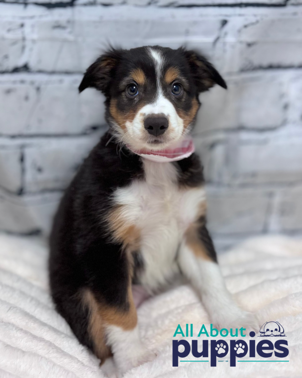 Mini Australian Shepherd Puppy