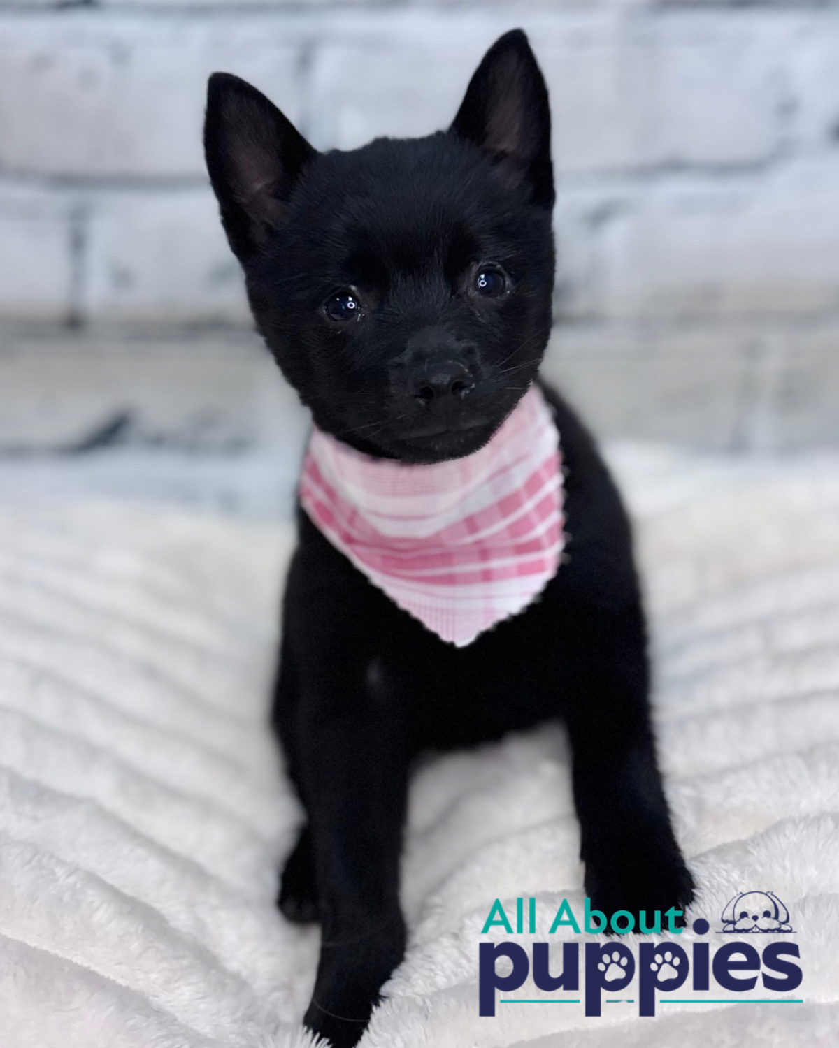 Schipperke
