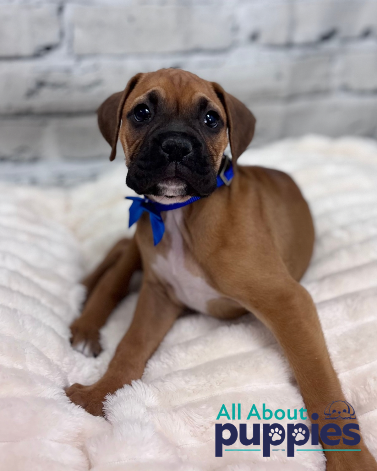 male boxer puppy