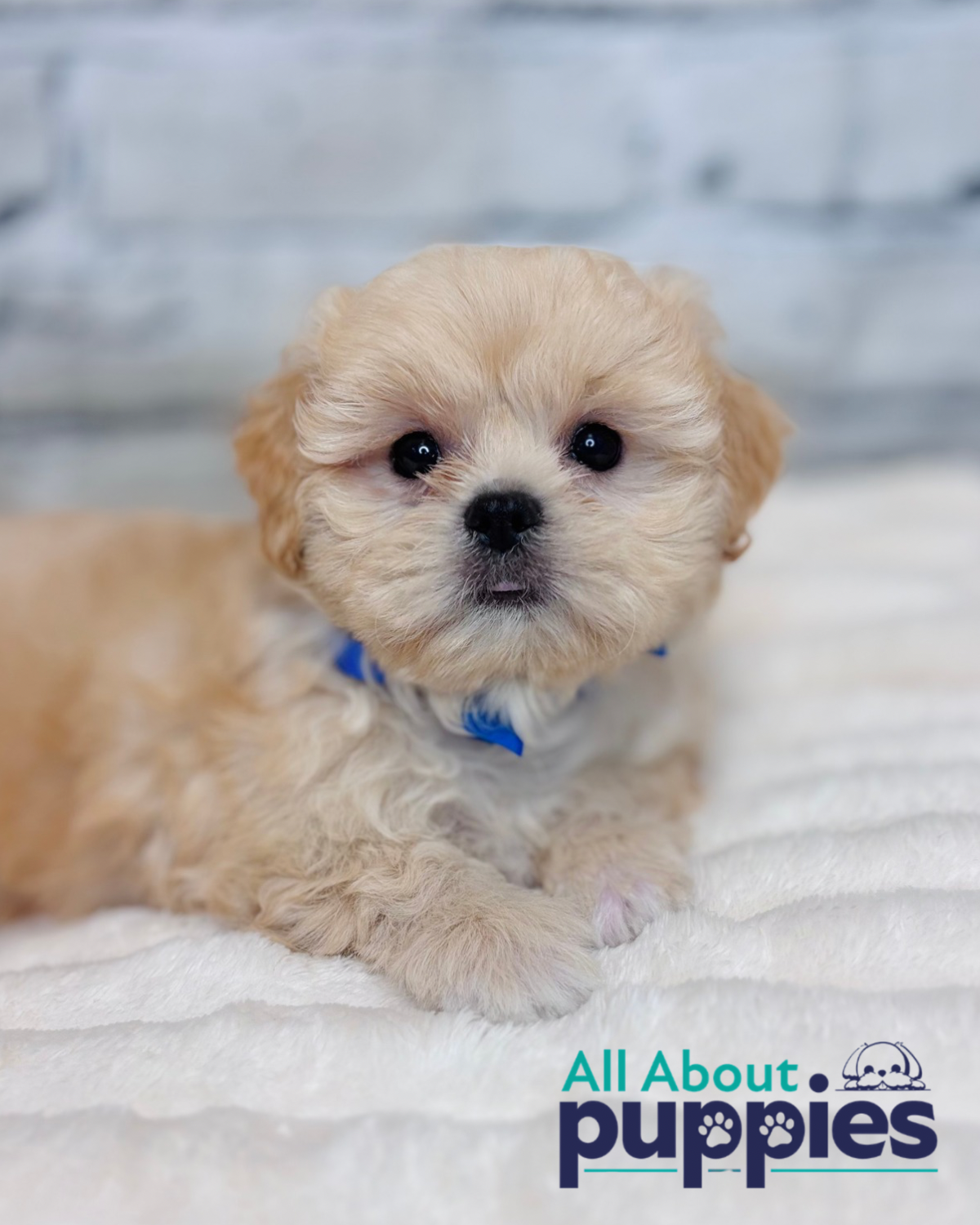 Shiffon Puppy