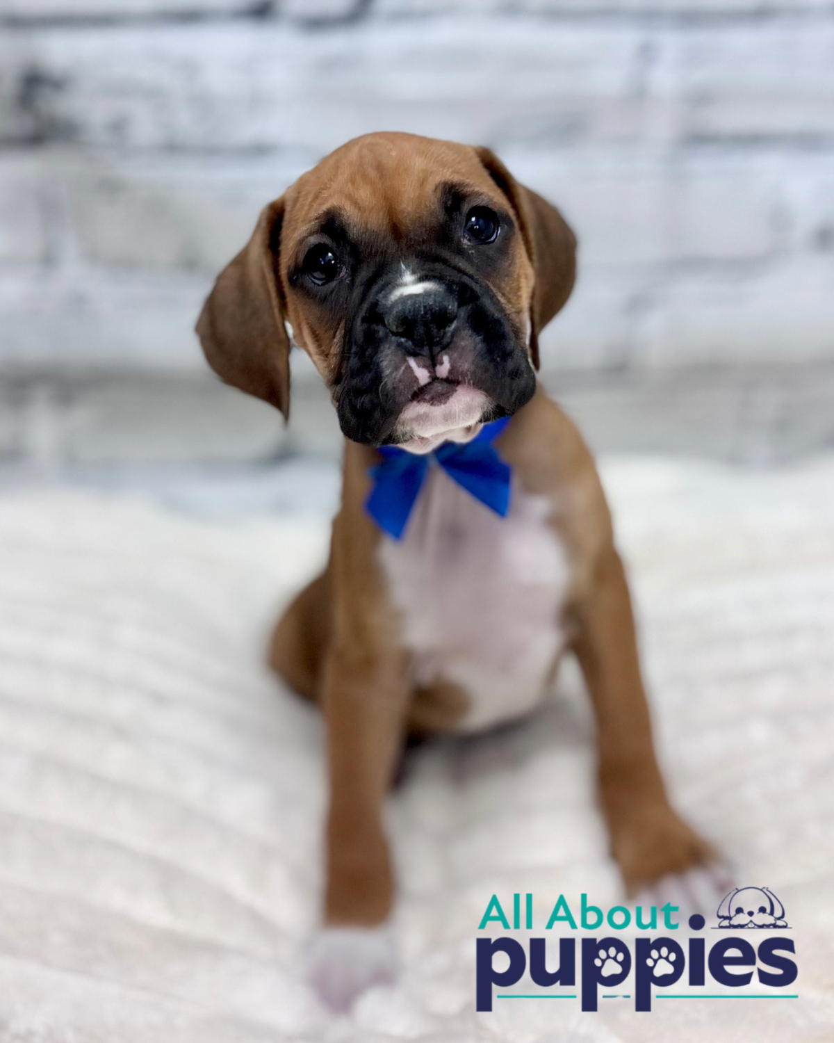 male-boxer-all-about-puppies