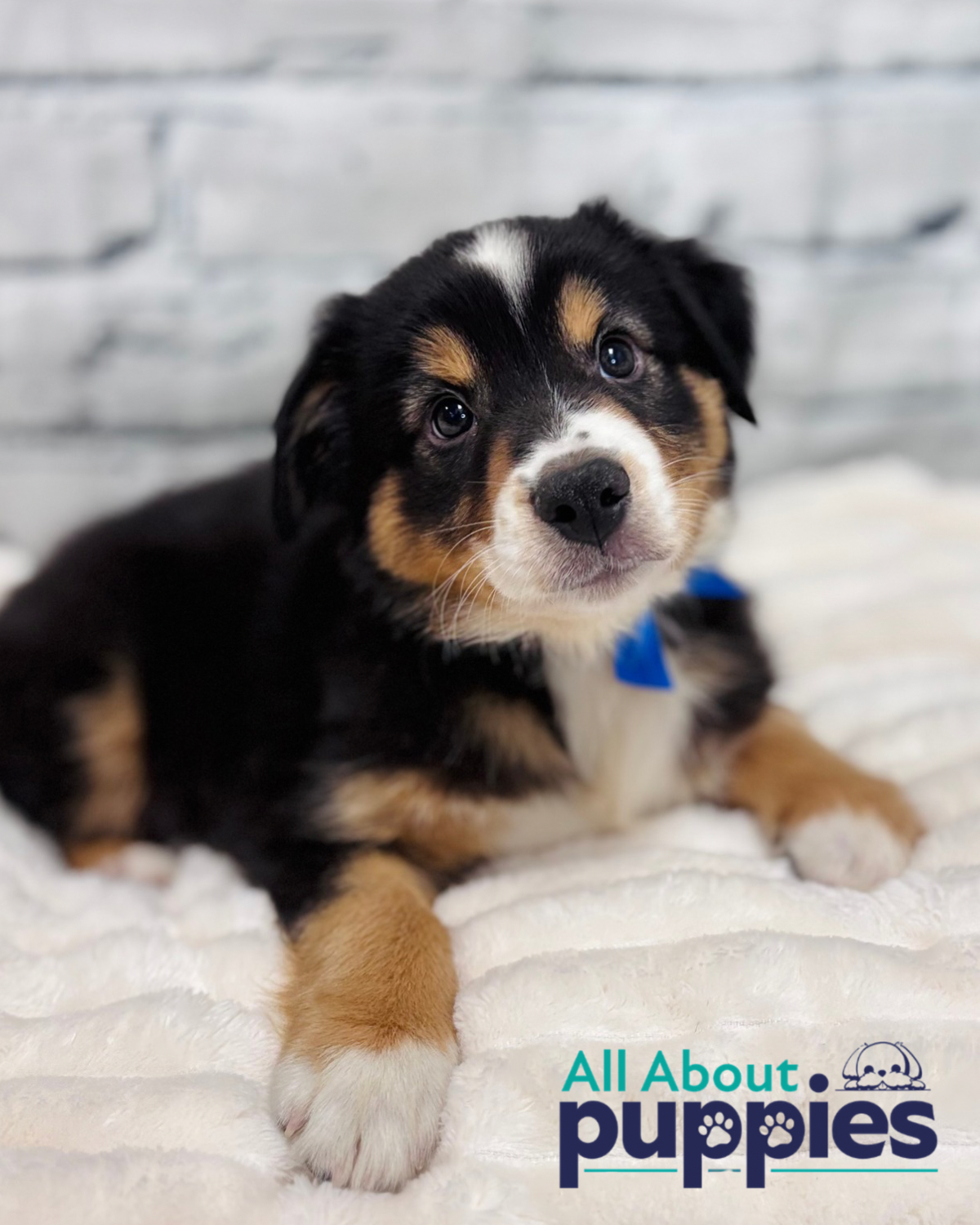 mini australian shepherd puppy