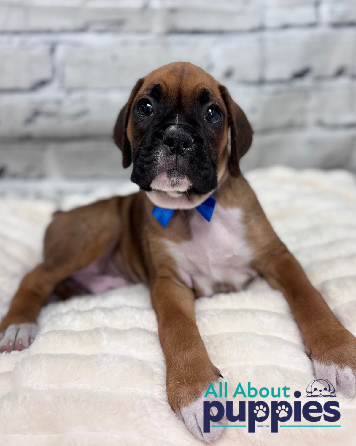 male boxer puppy