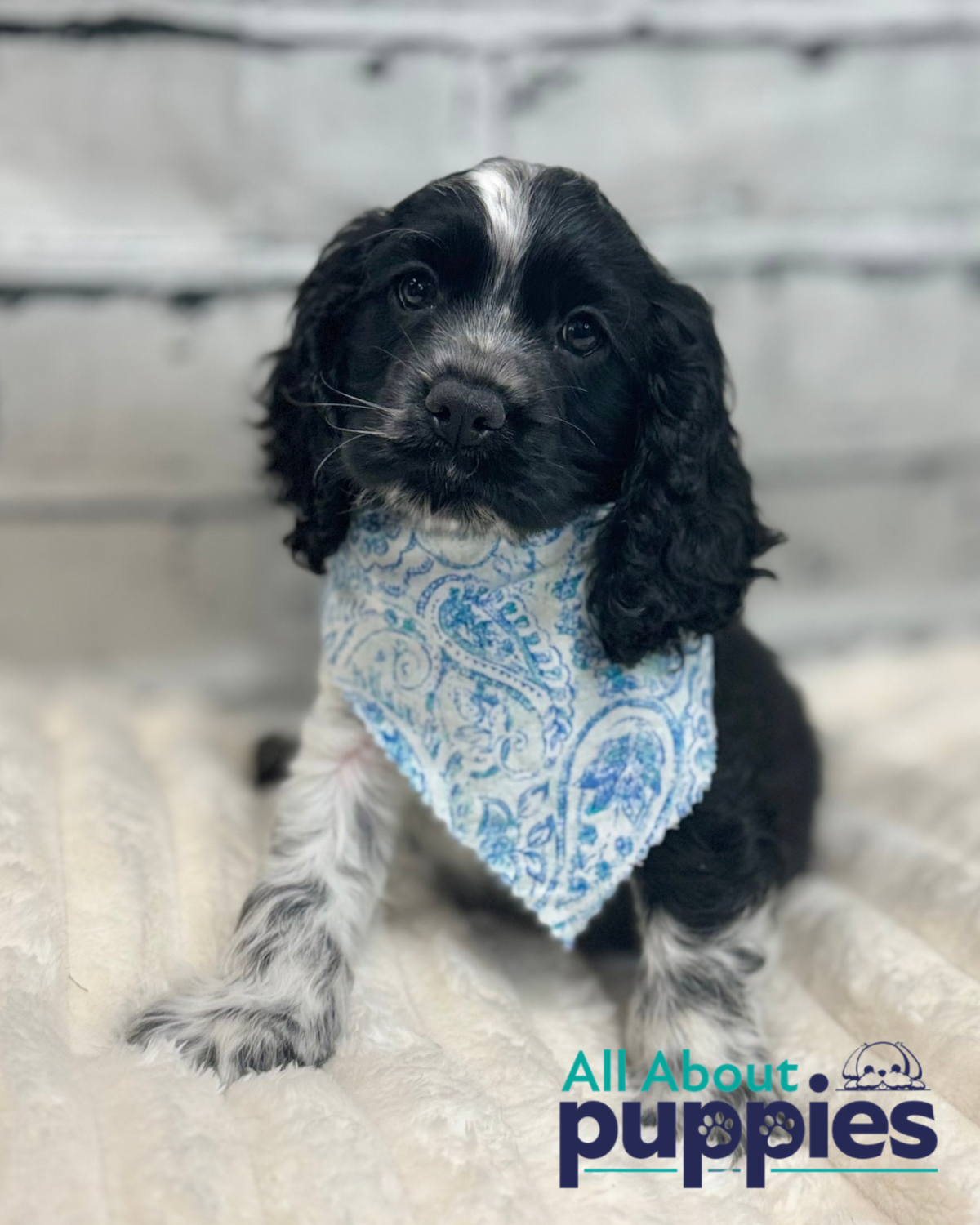 cocker spaniel