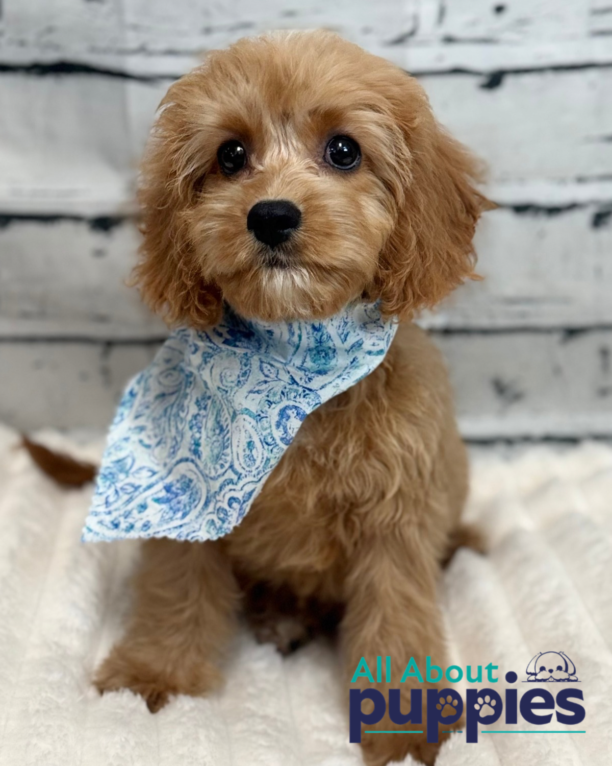 Cavapoo