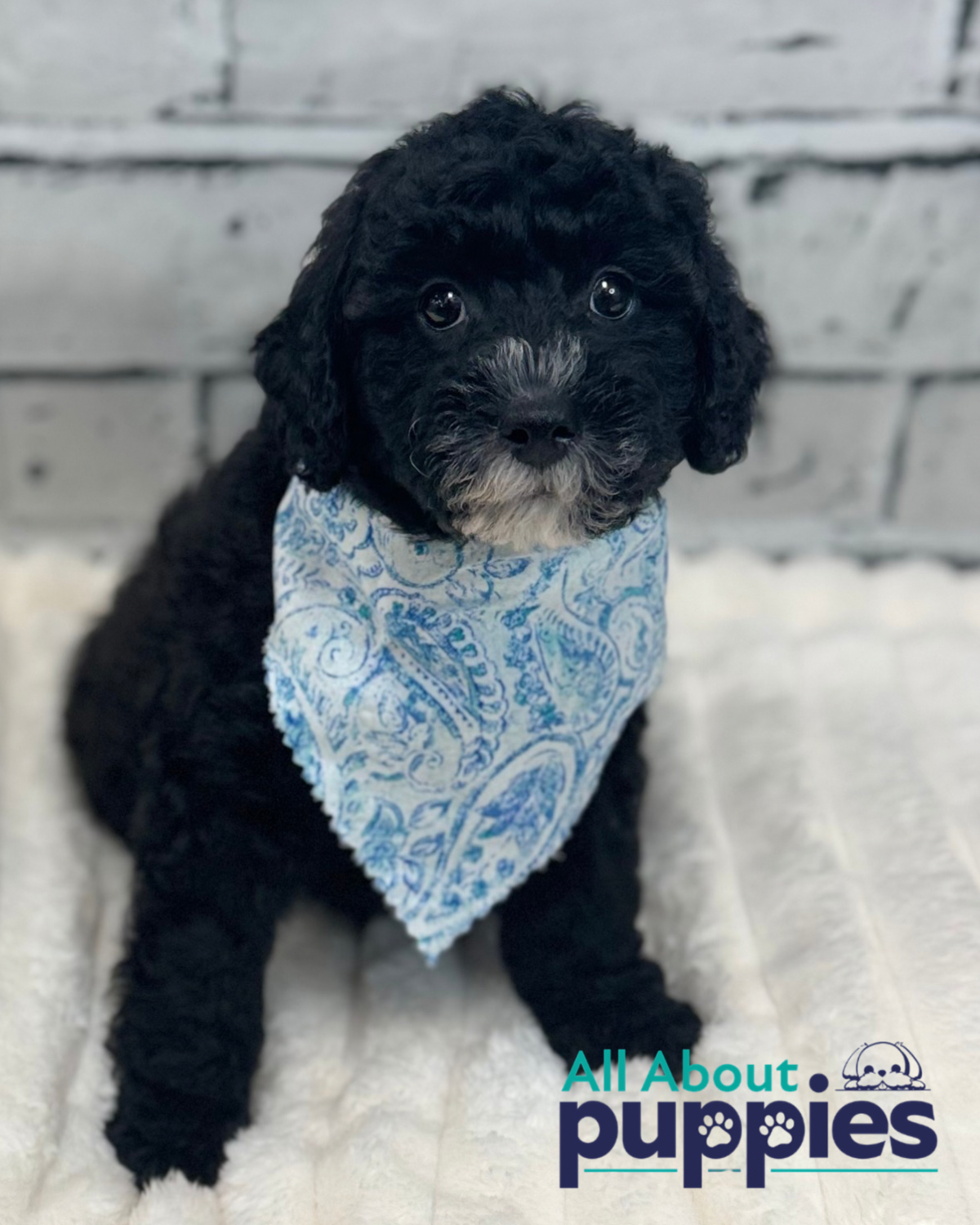 Mini Labradoodle