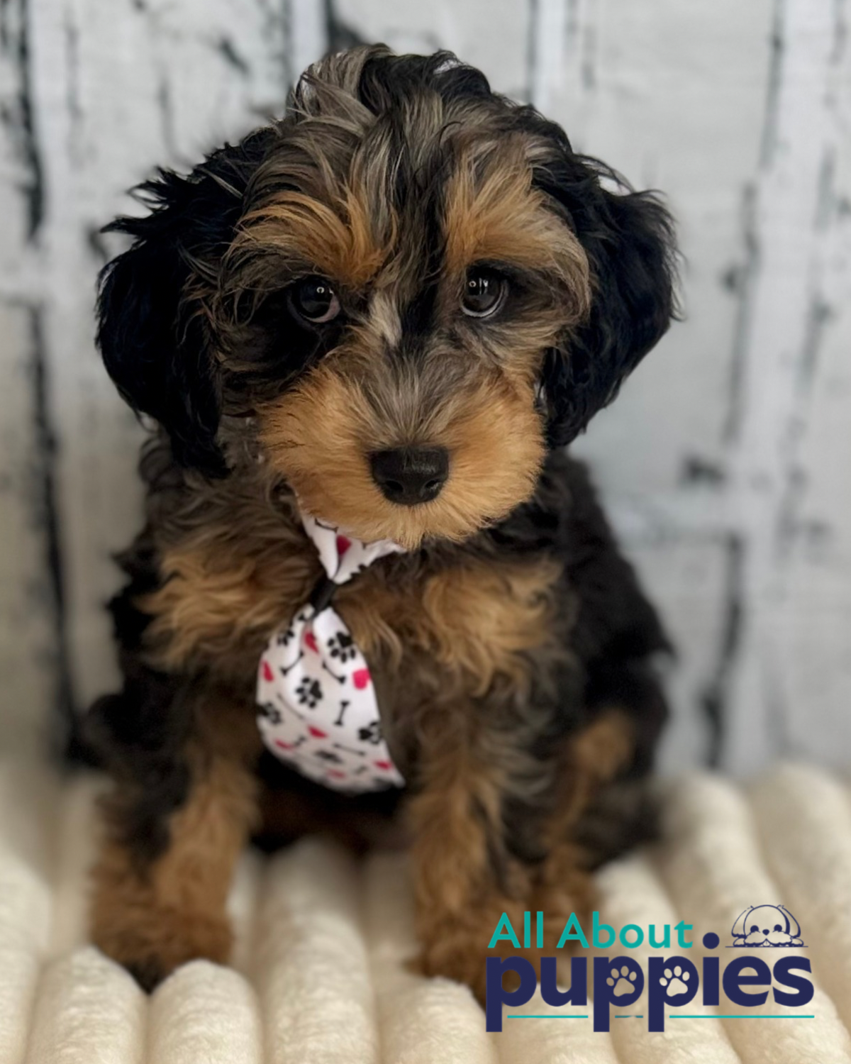 Cavapoo