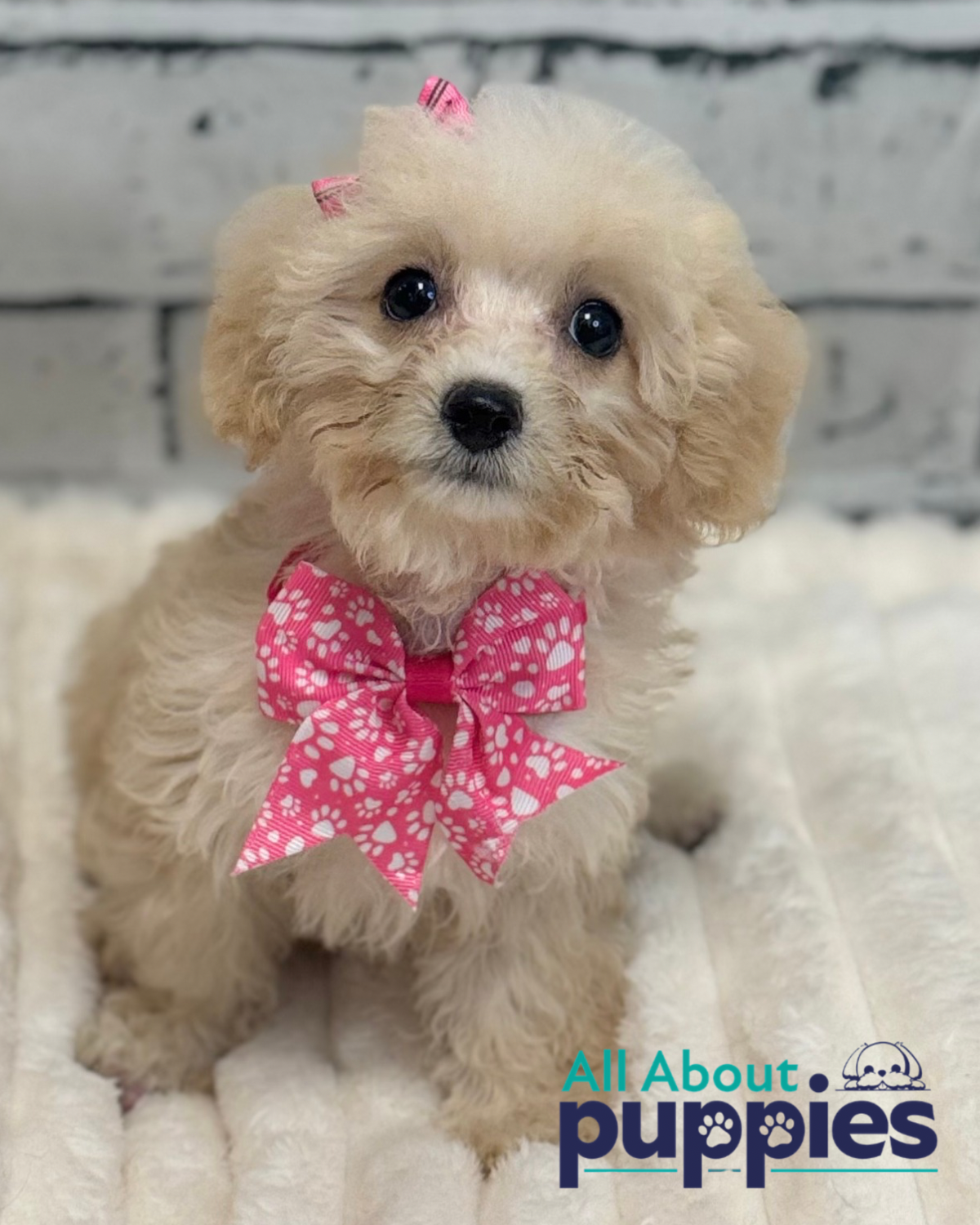 Cavapoo