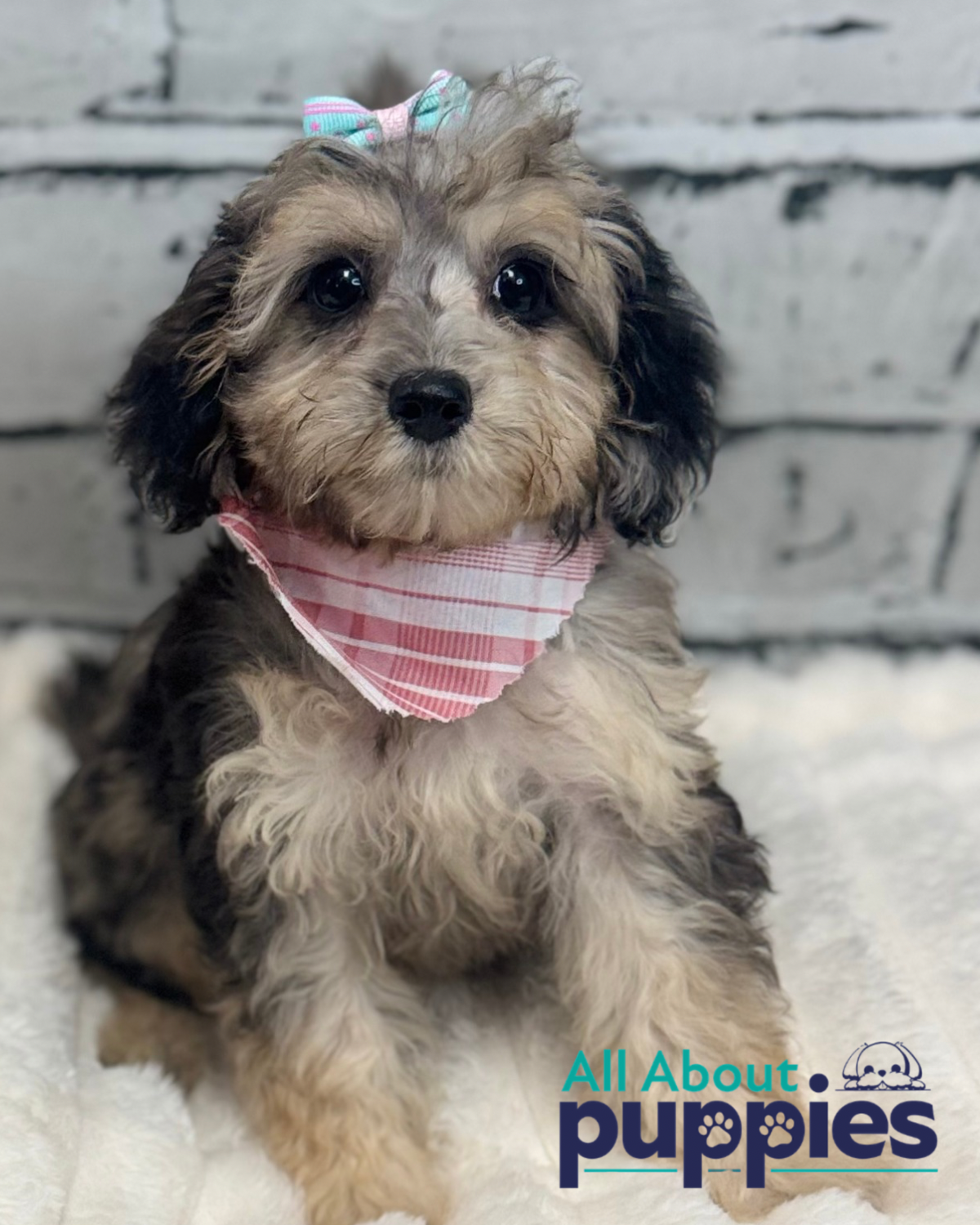 Cavapoo