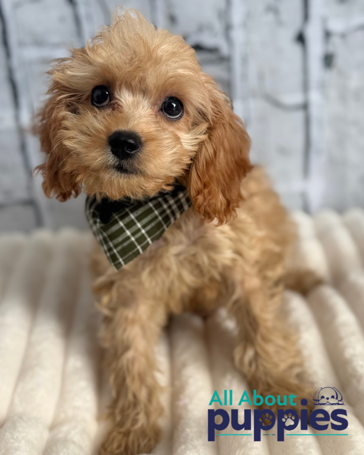 Cavapoo