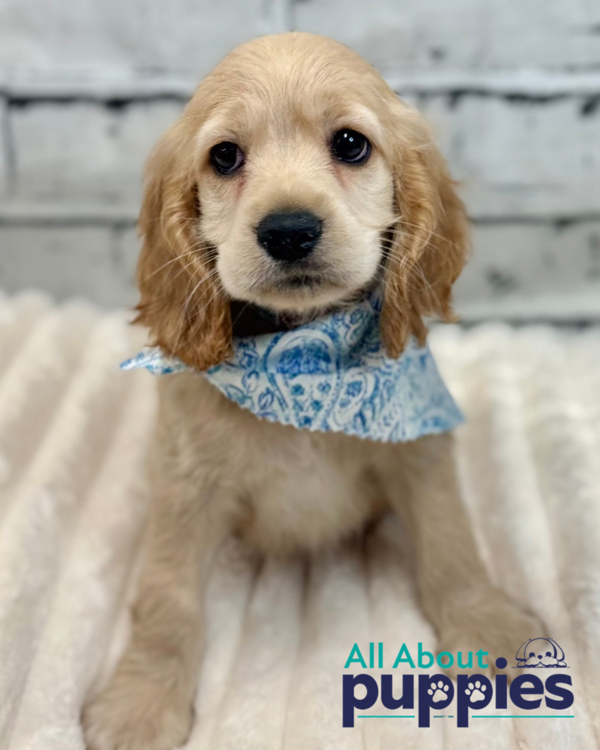 comfort retriever