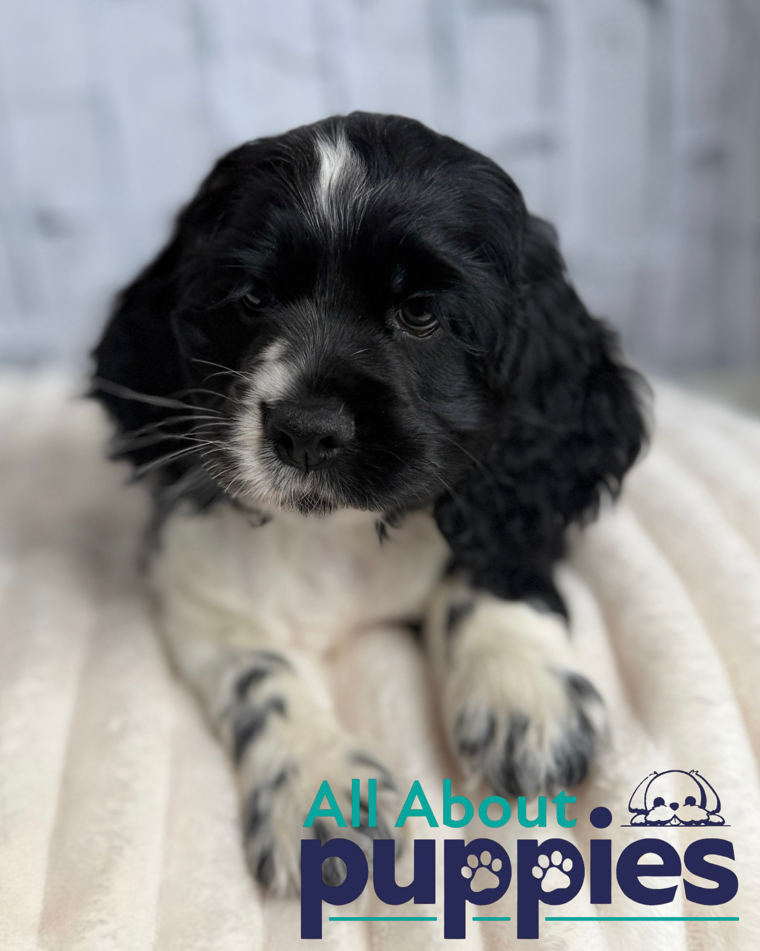 Cocker Spaniel