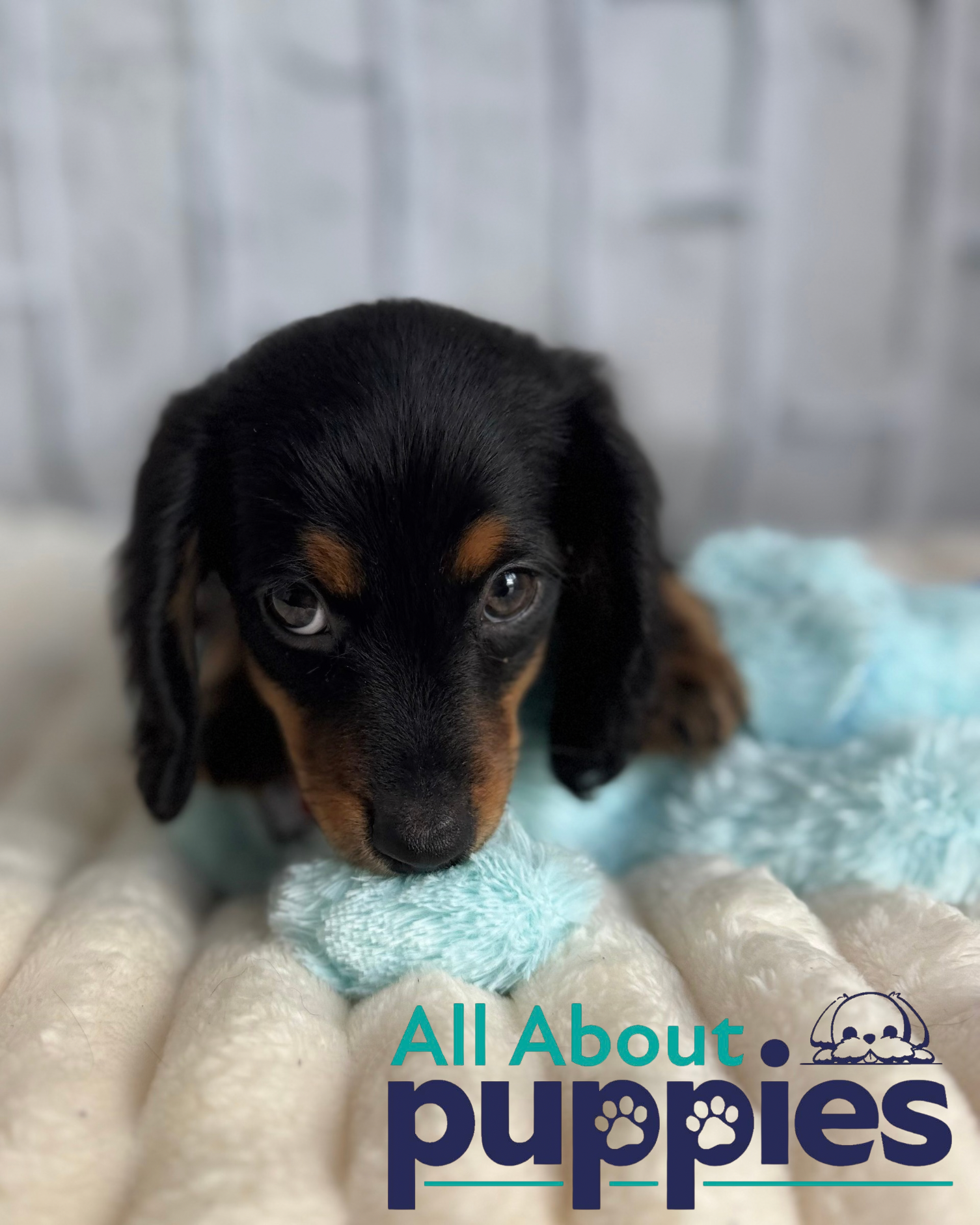 DACHSHUND