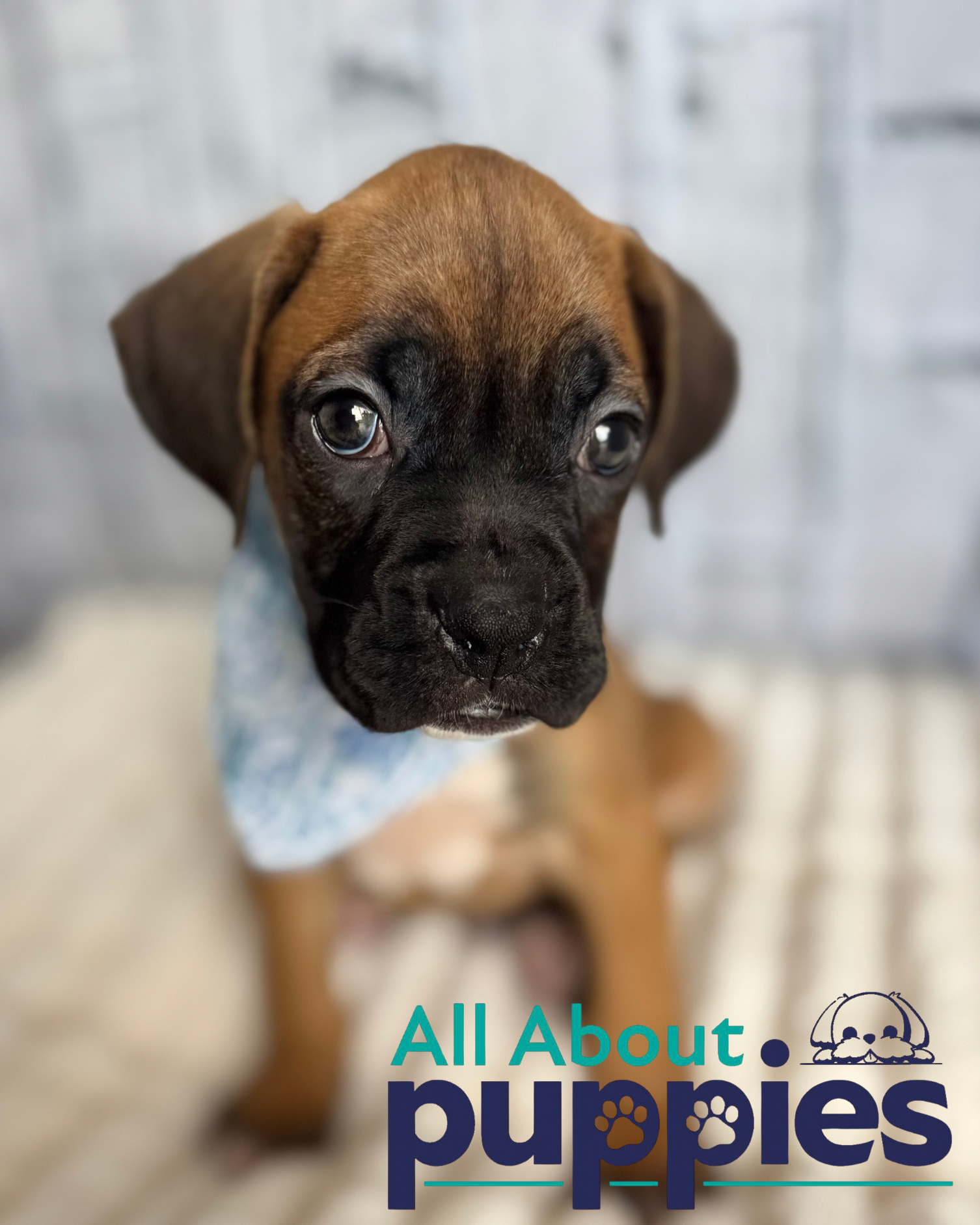 BOXER