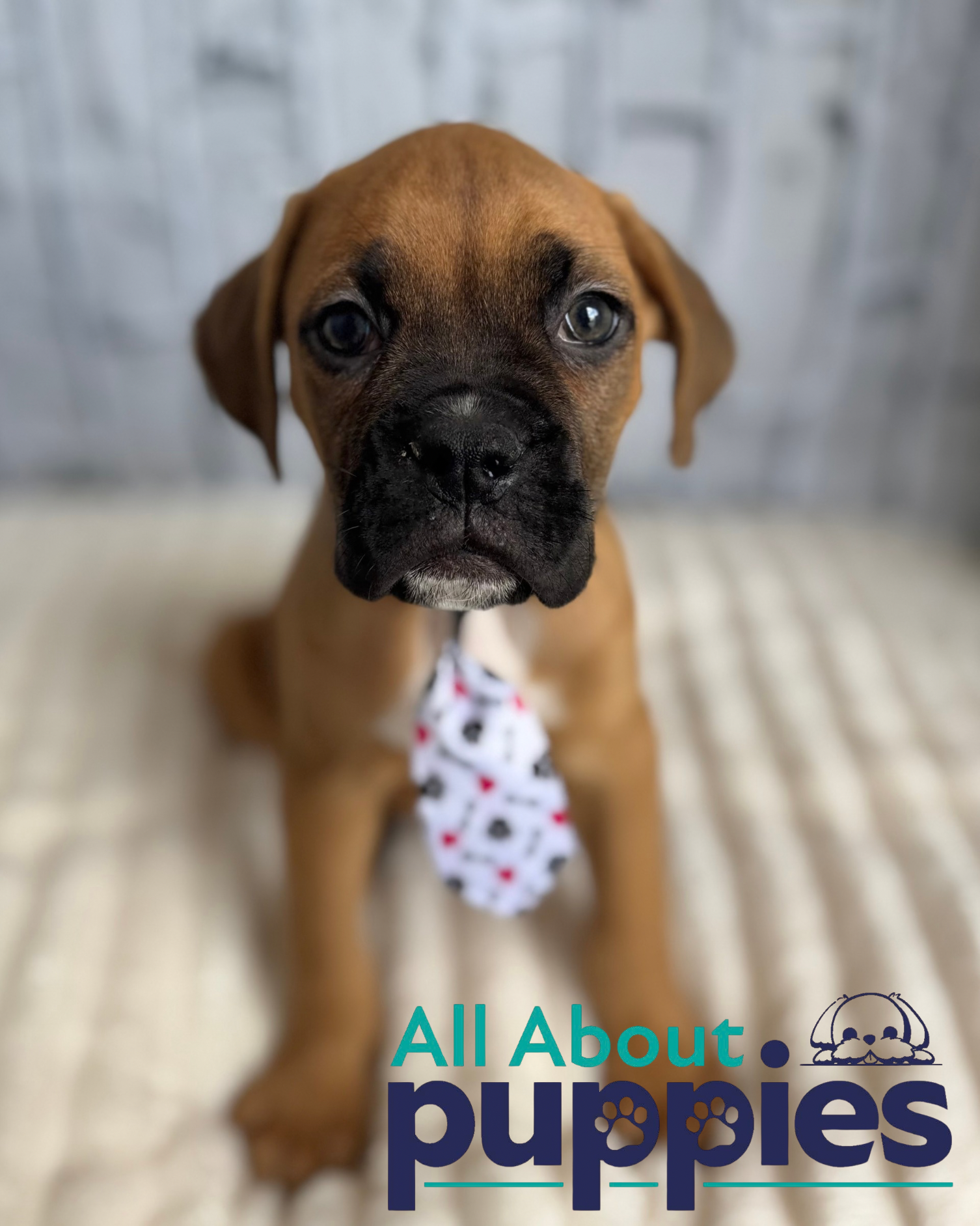 BOXER
