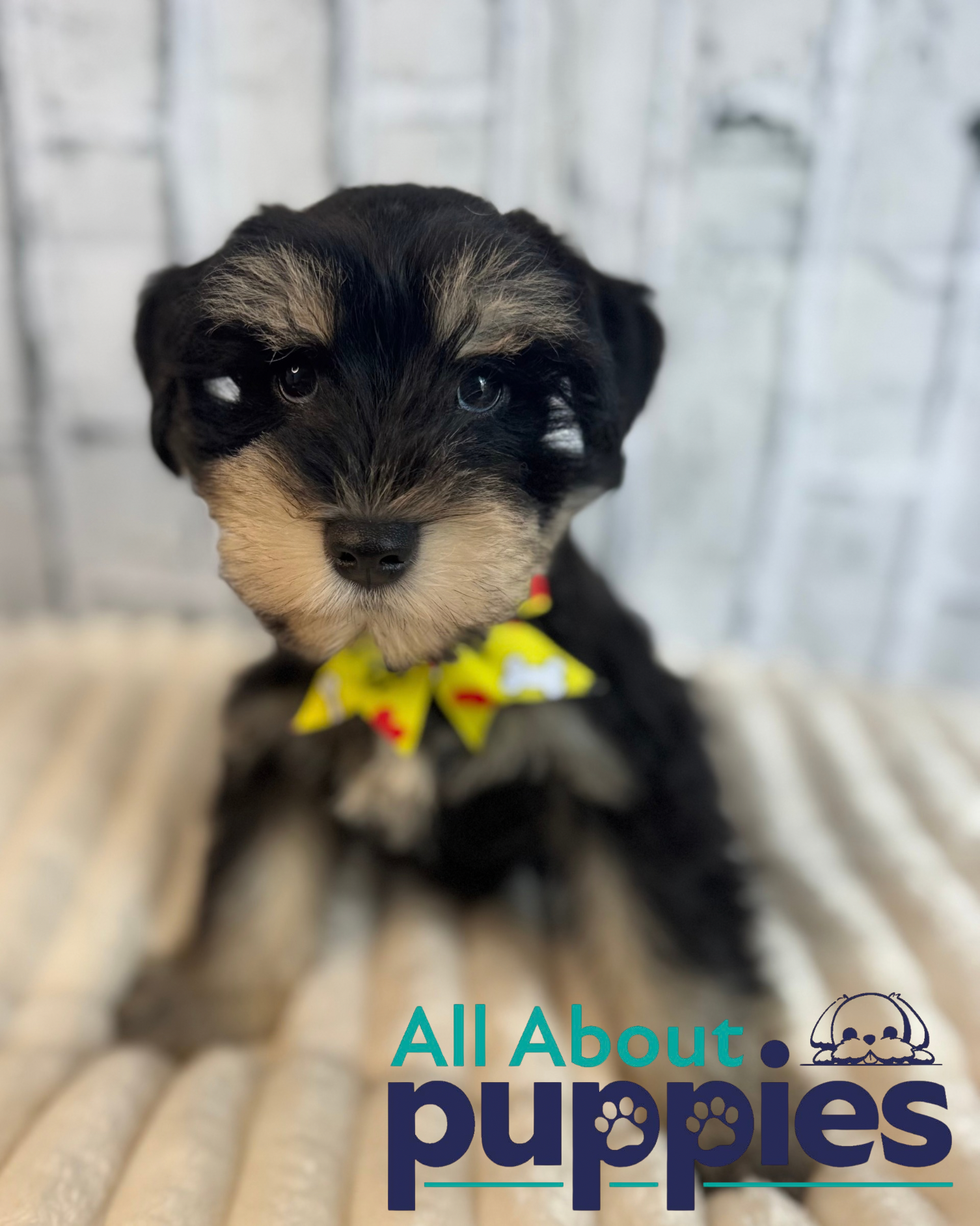 MINIATURE SCHNAUZER
