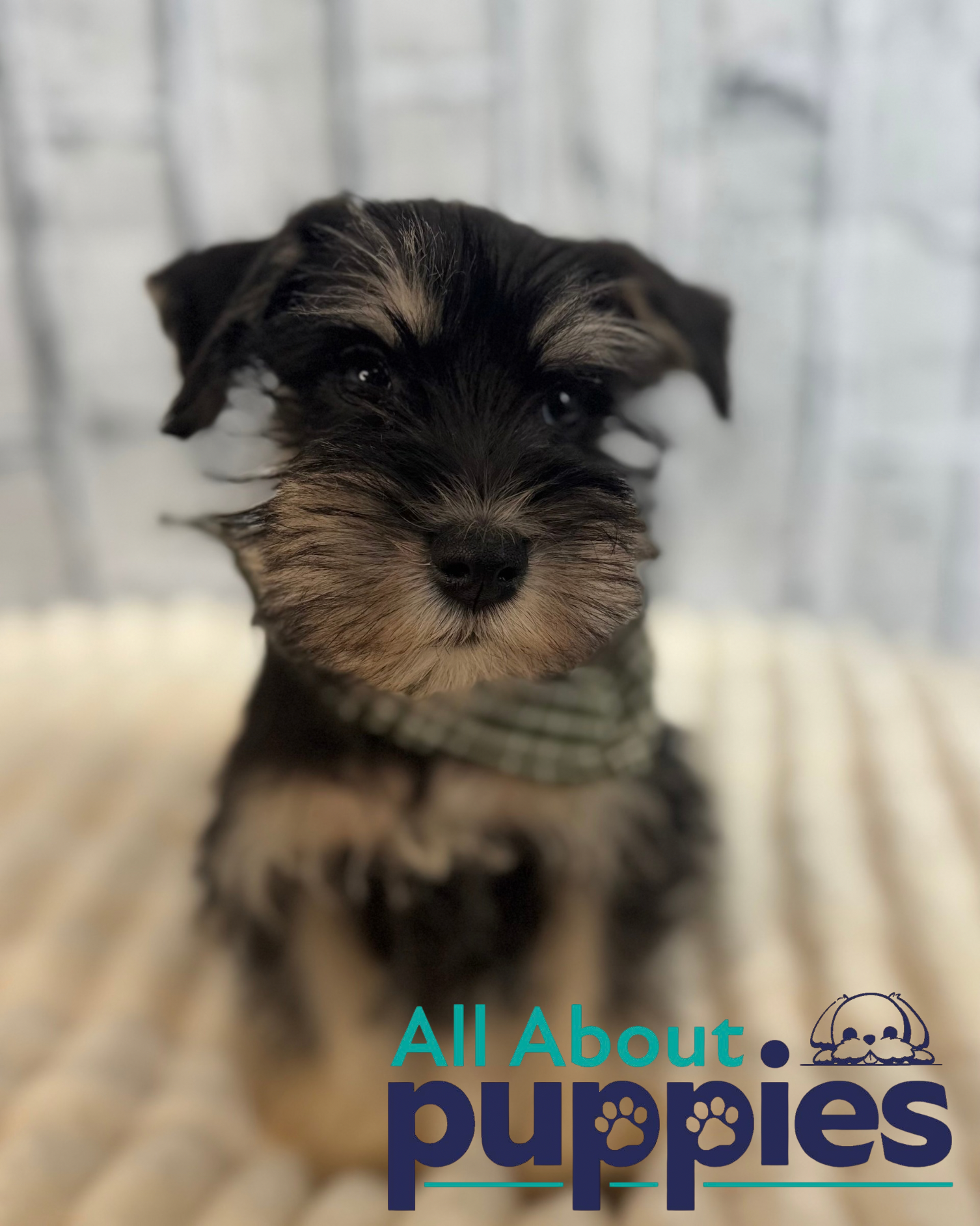 MINIATURE SCHNAUZER