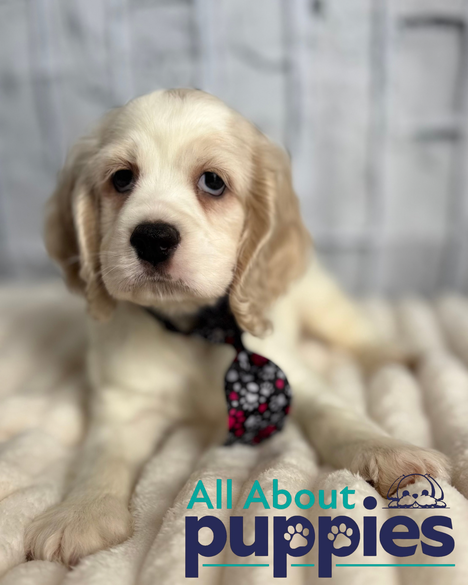 COCKER SPANIEL