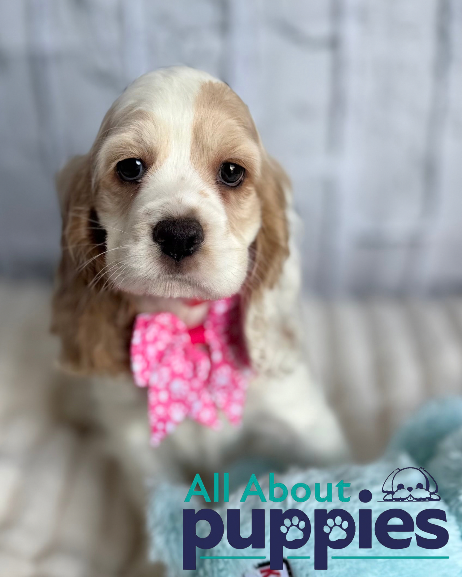 COCKER SPANIEL