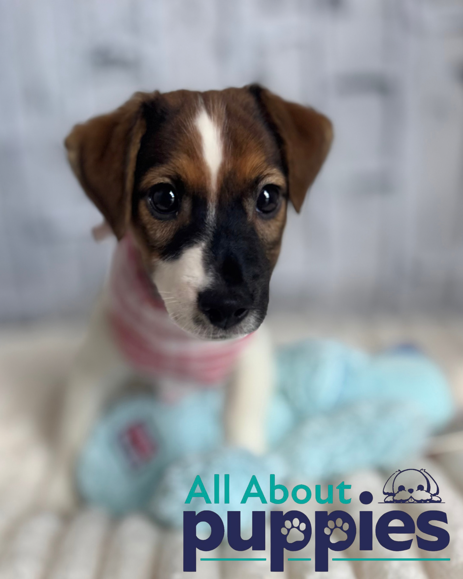 JACK RUSSELL TERRIER