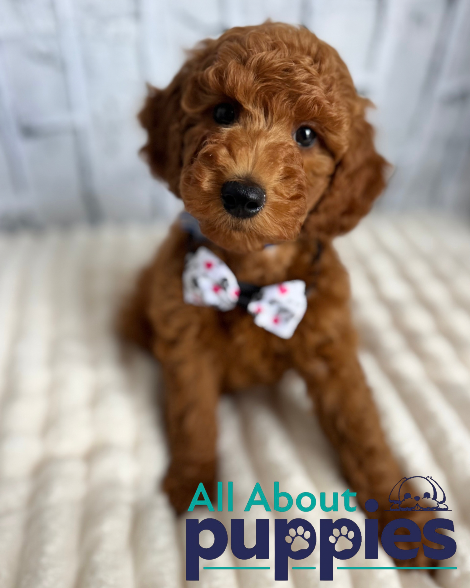 Goldendoodle
