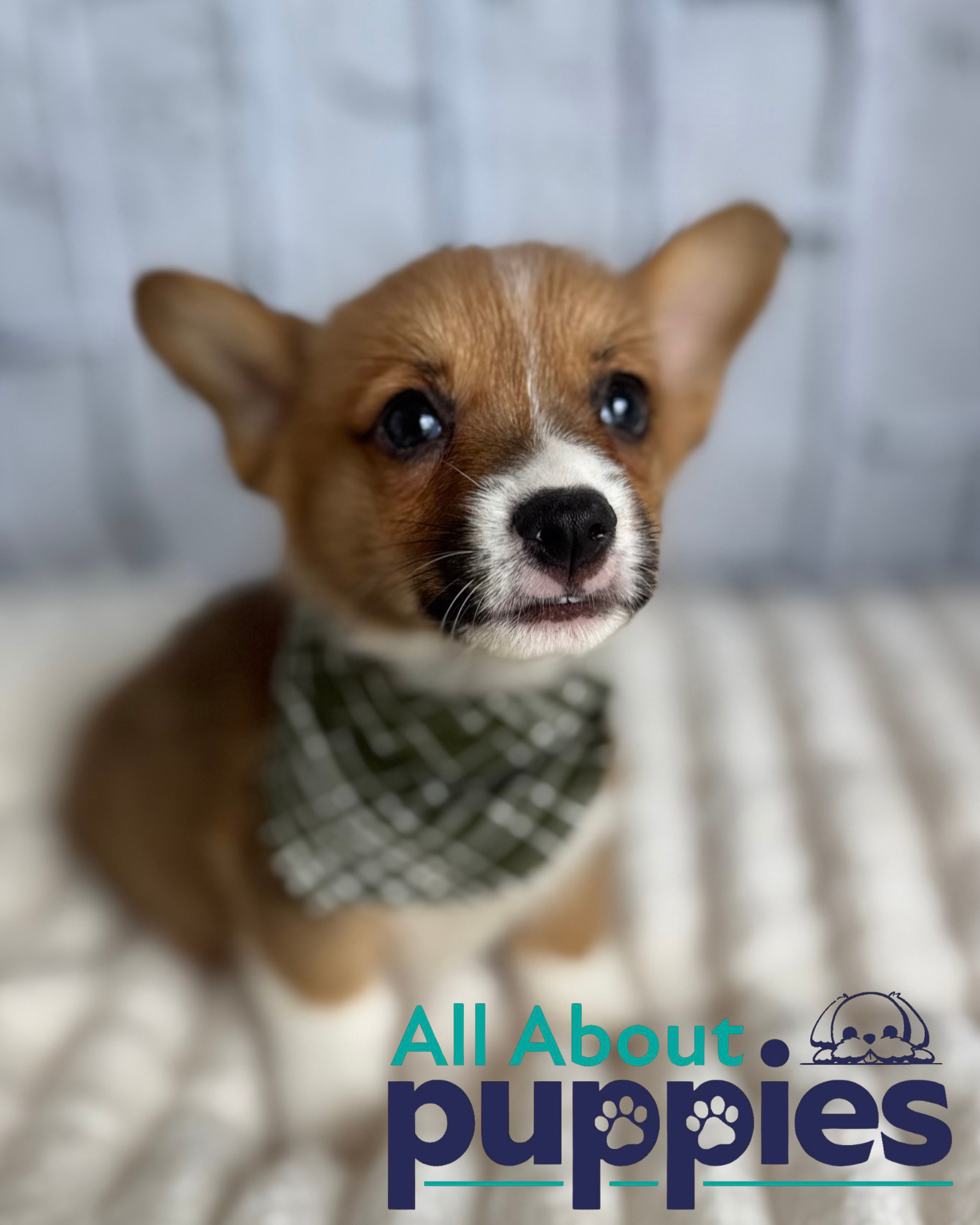 PEMBROKE WELSH CORGI