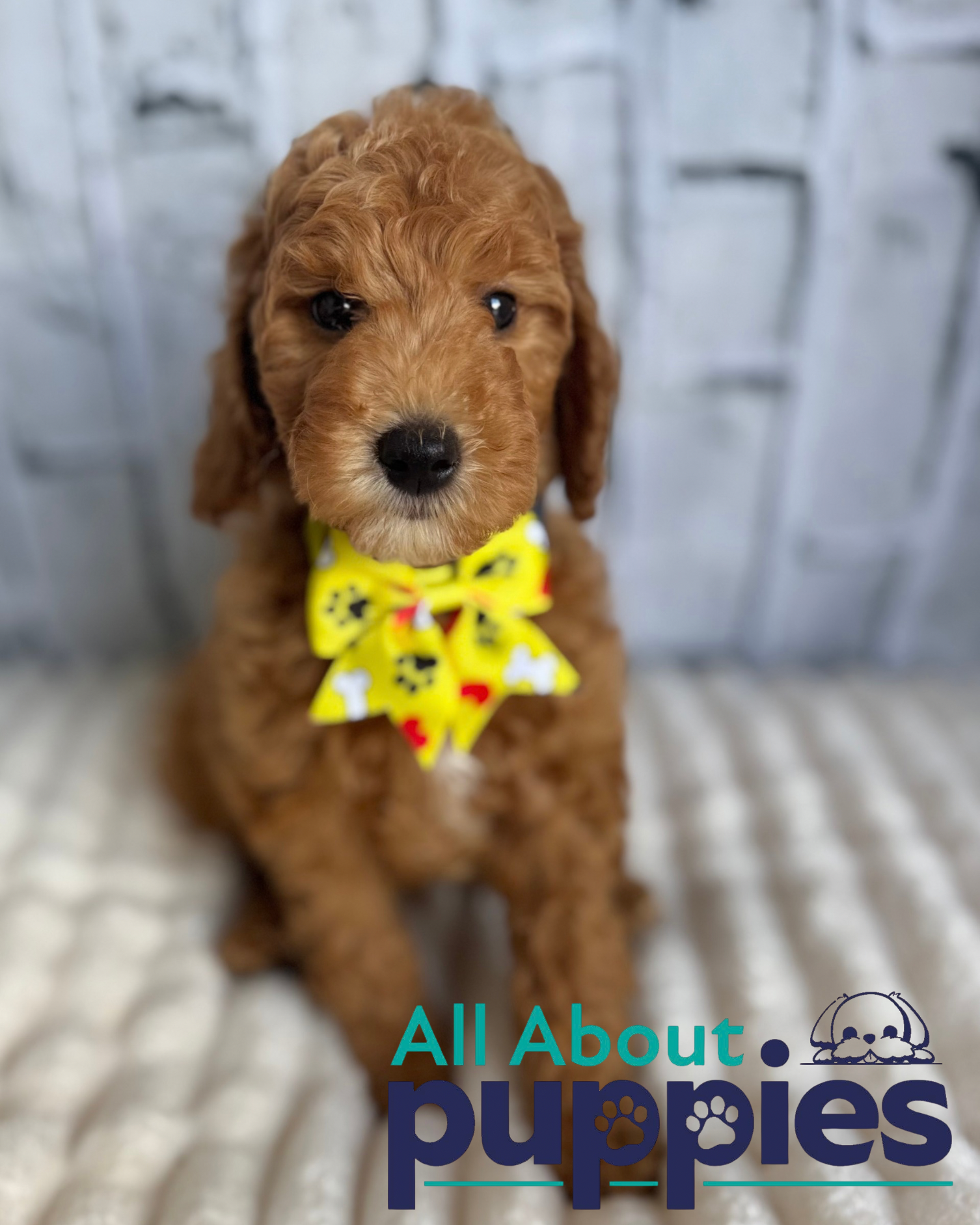 Goldendoodle