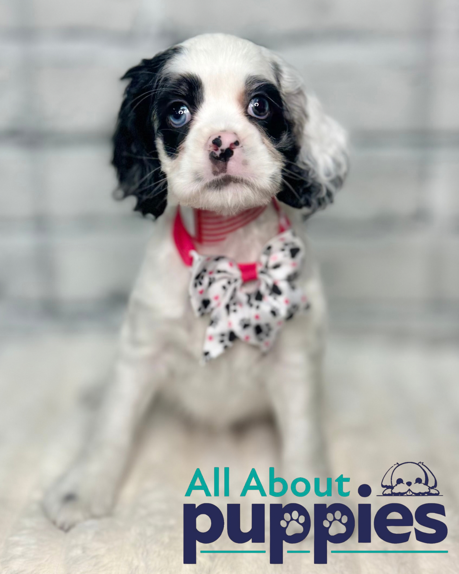 COCKER SPANIEL