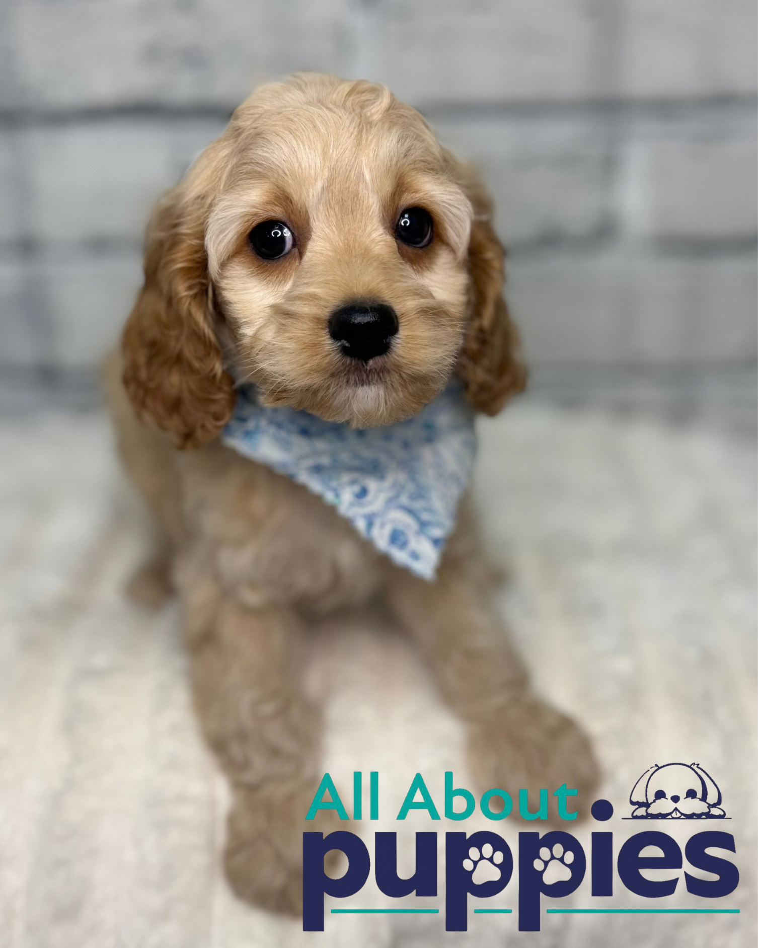 COCKAPOO