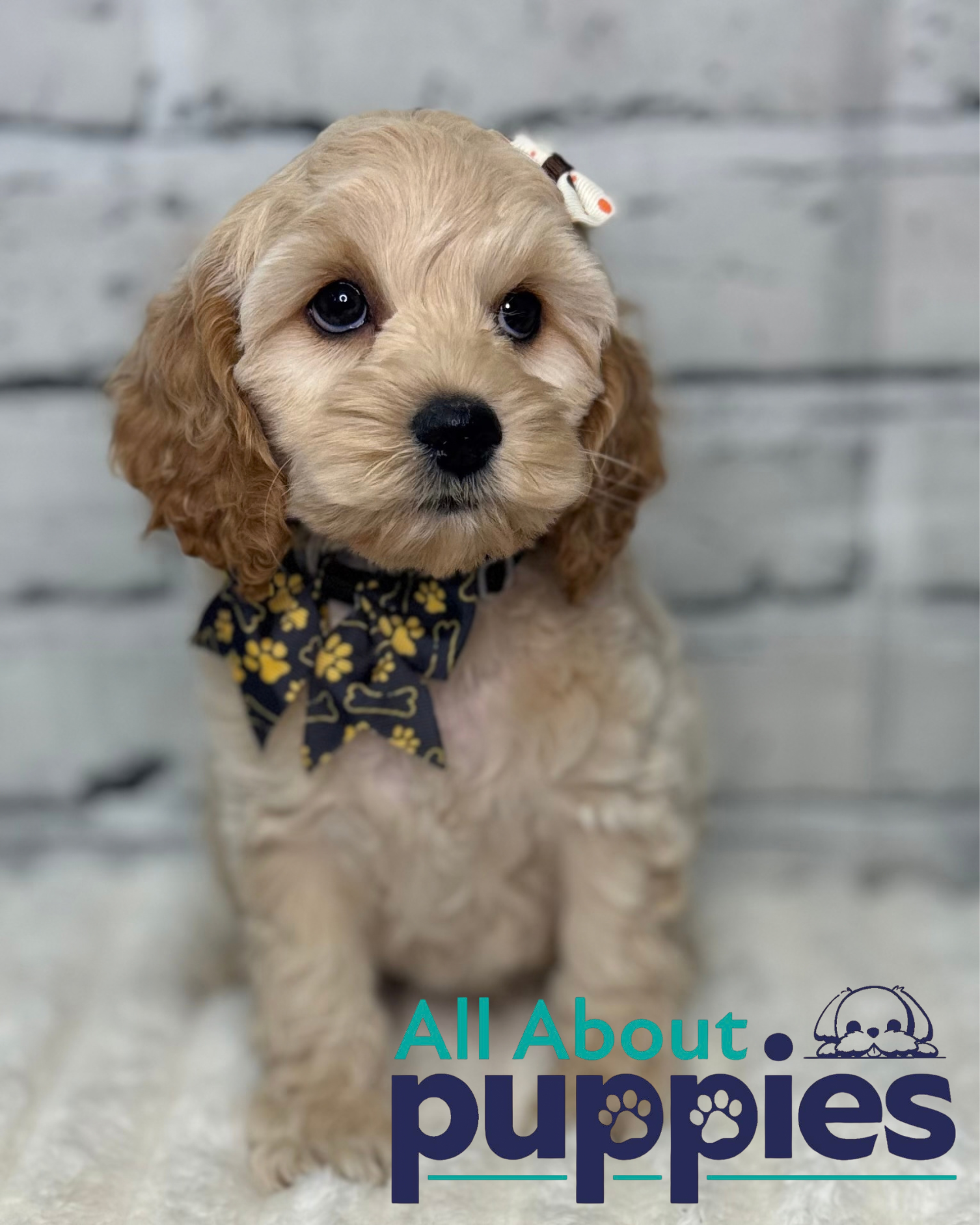 COCKAPOO