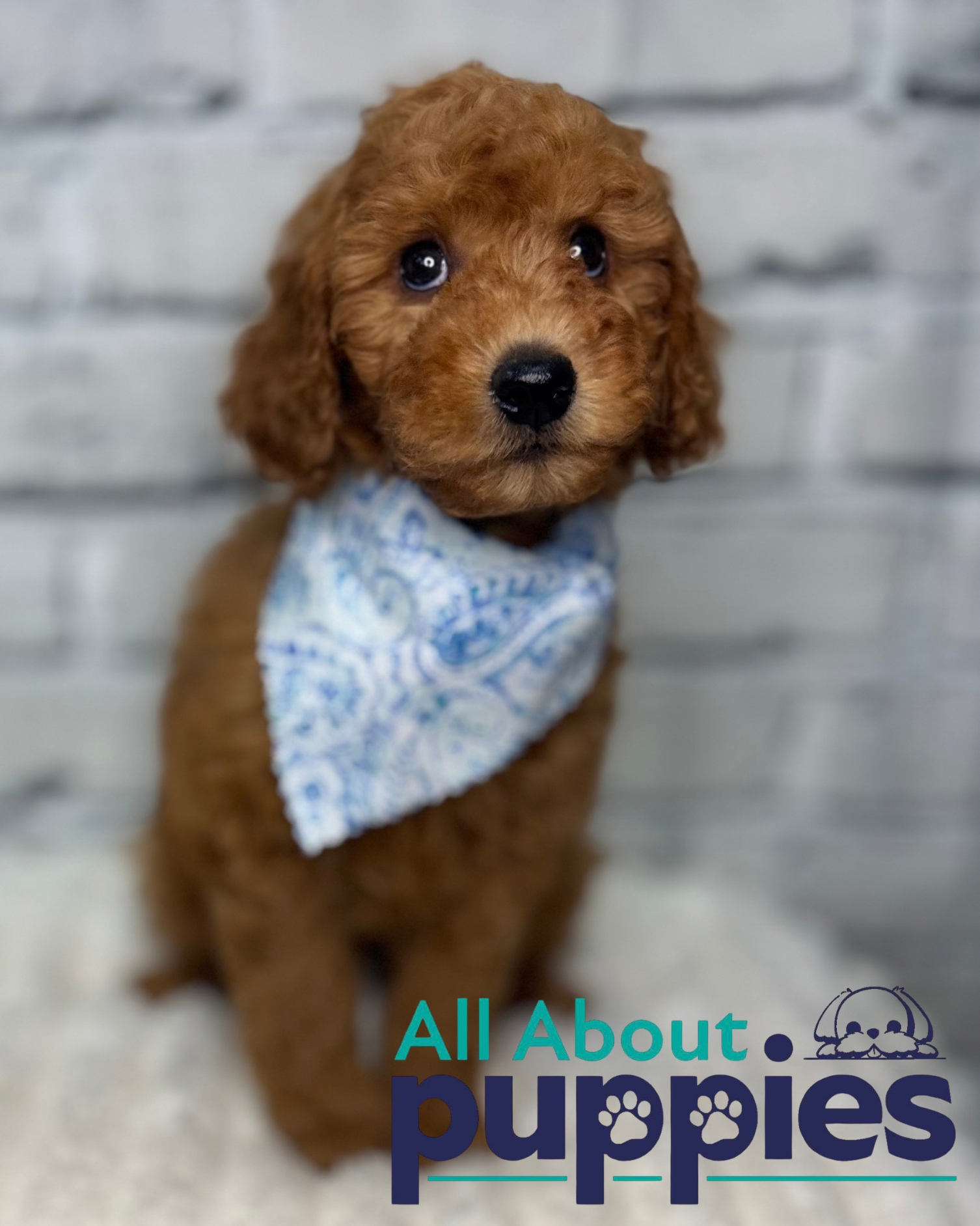 GOLDENDOODLE