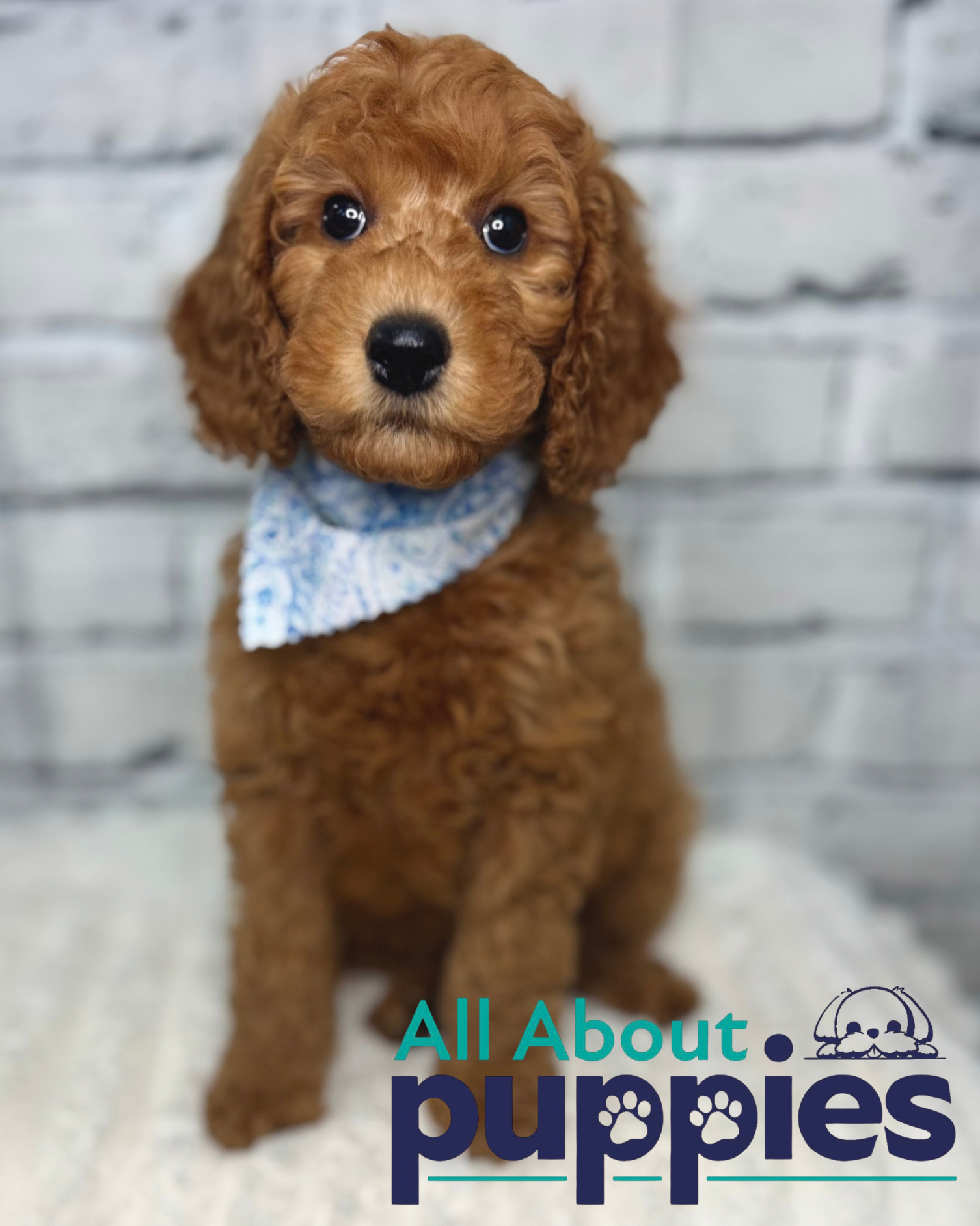 GOLDENDOODLE