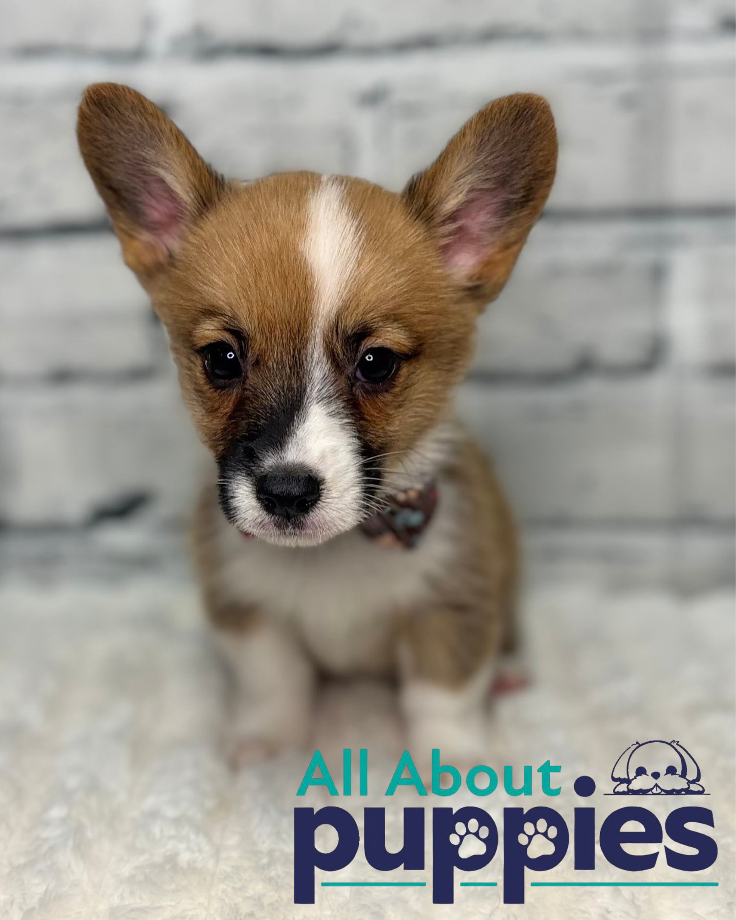 PEMBROKE WELSH CORGI