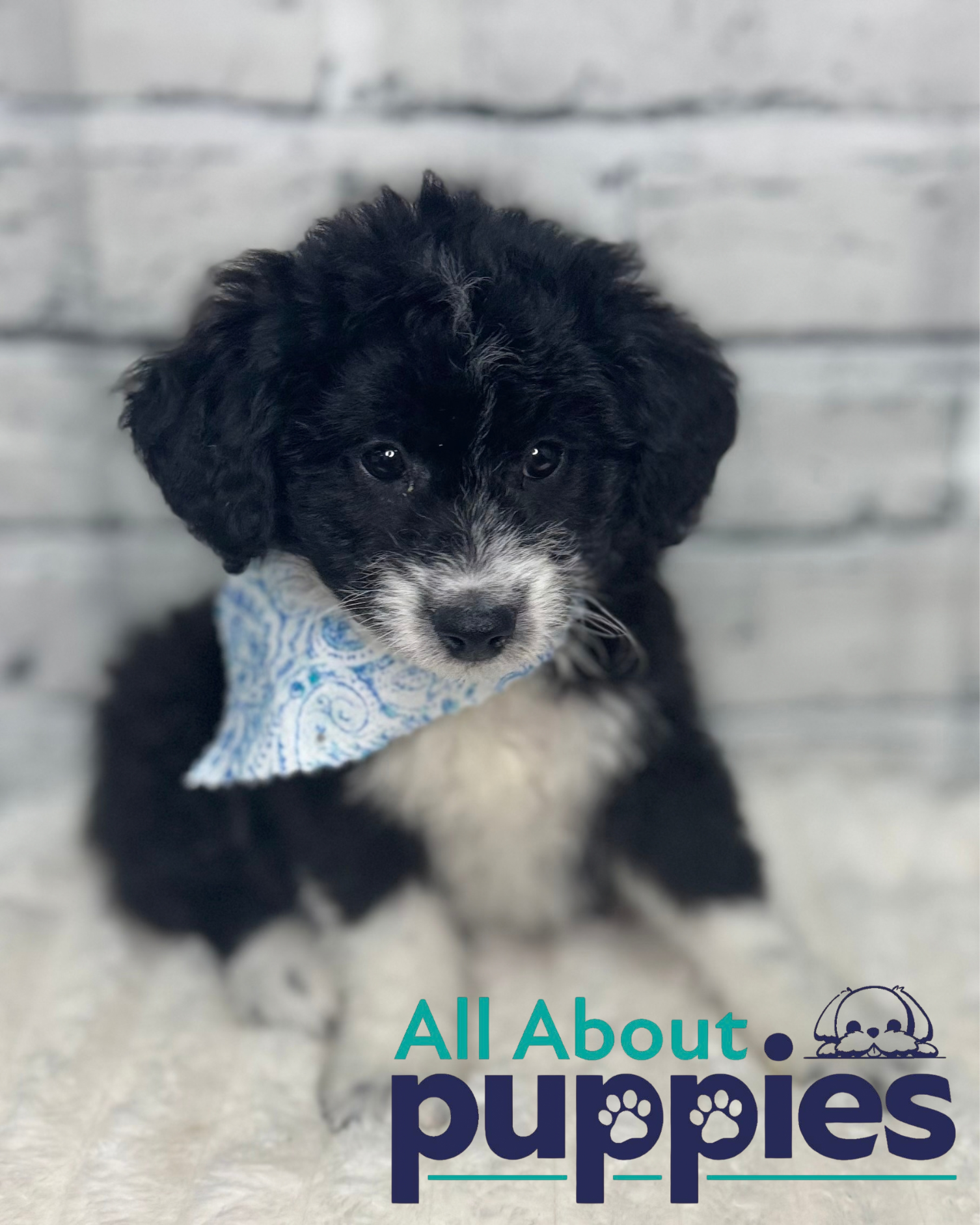 AUSSIEDOODLE