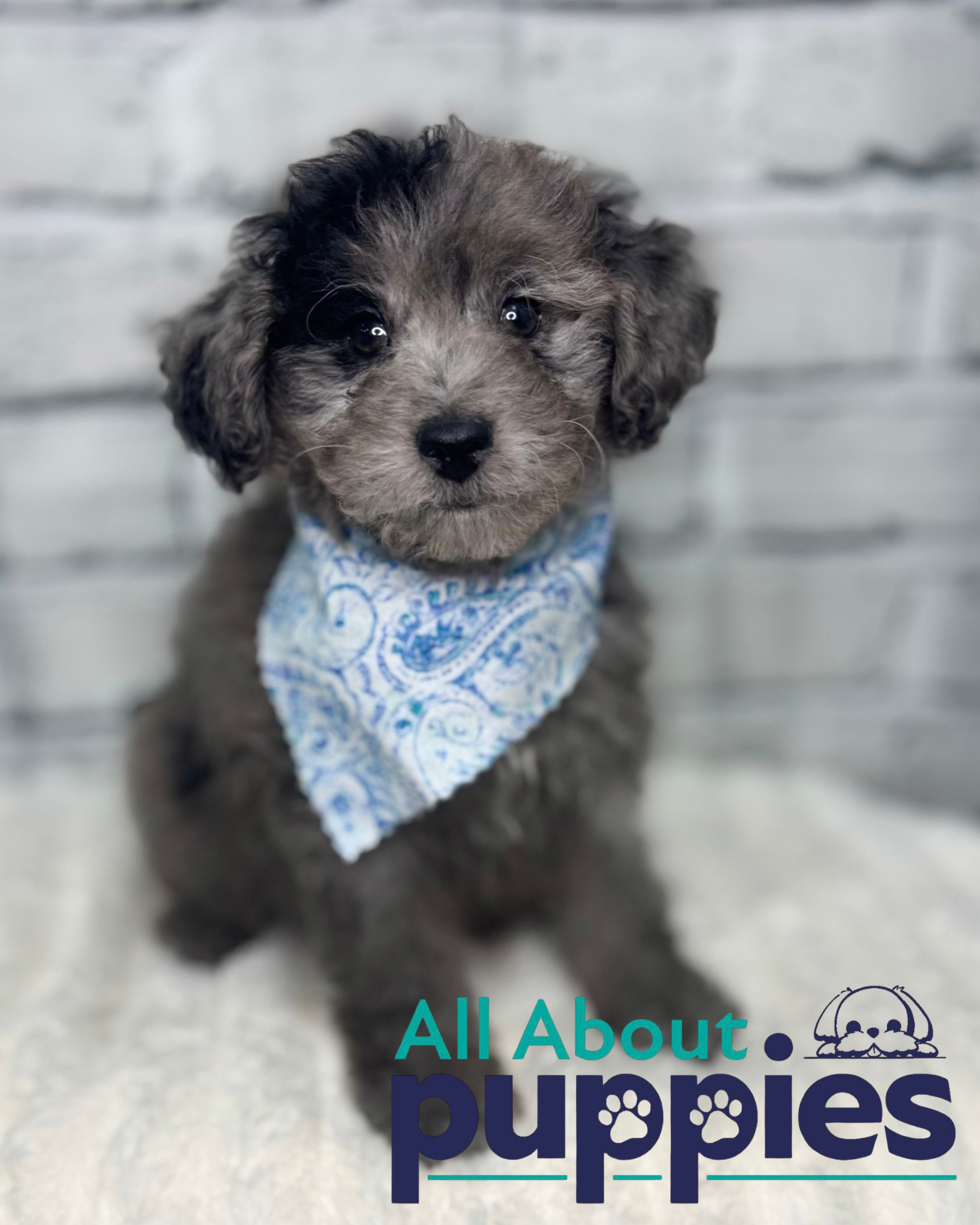 AUSSIEDOODLE