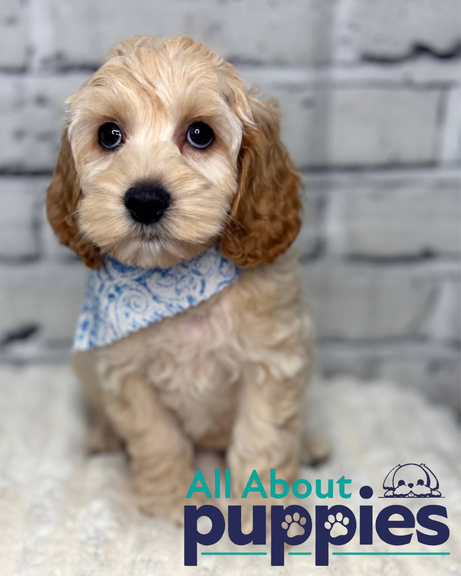 COCKAPOO