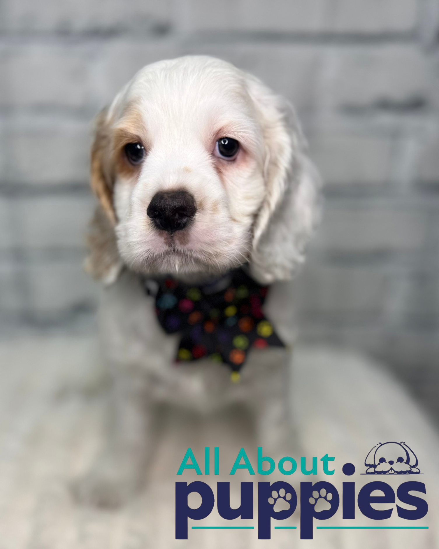 COCKER SPANIEL