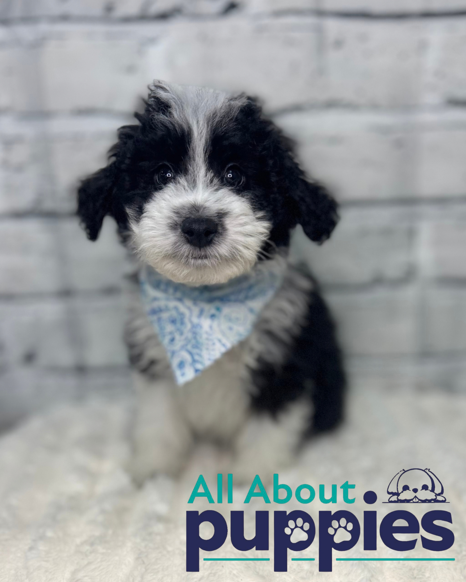 AUSSIEDOODLE
