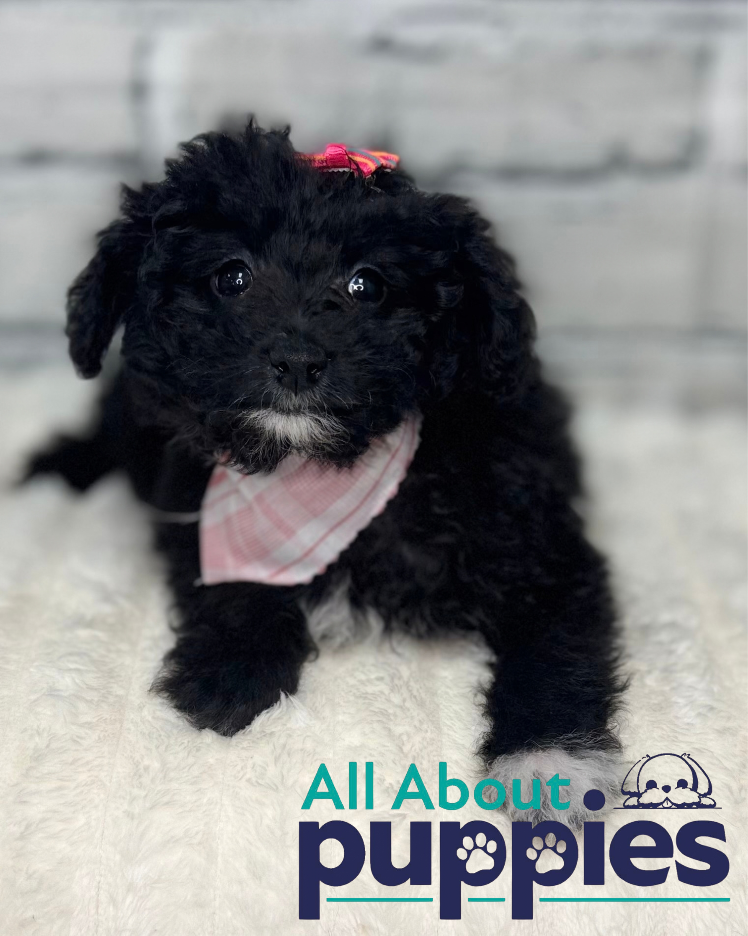 AUSSIEDOODLE