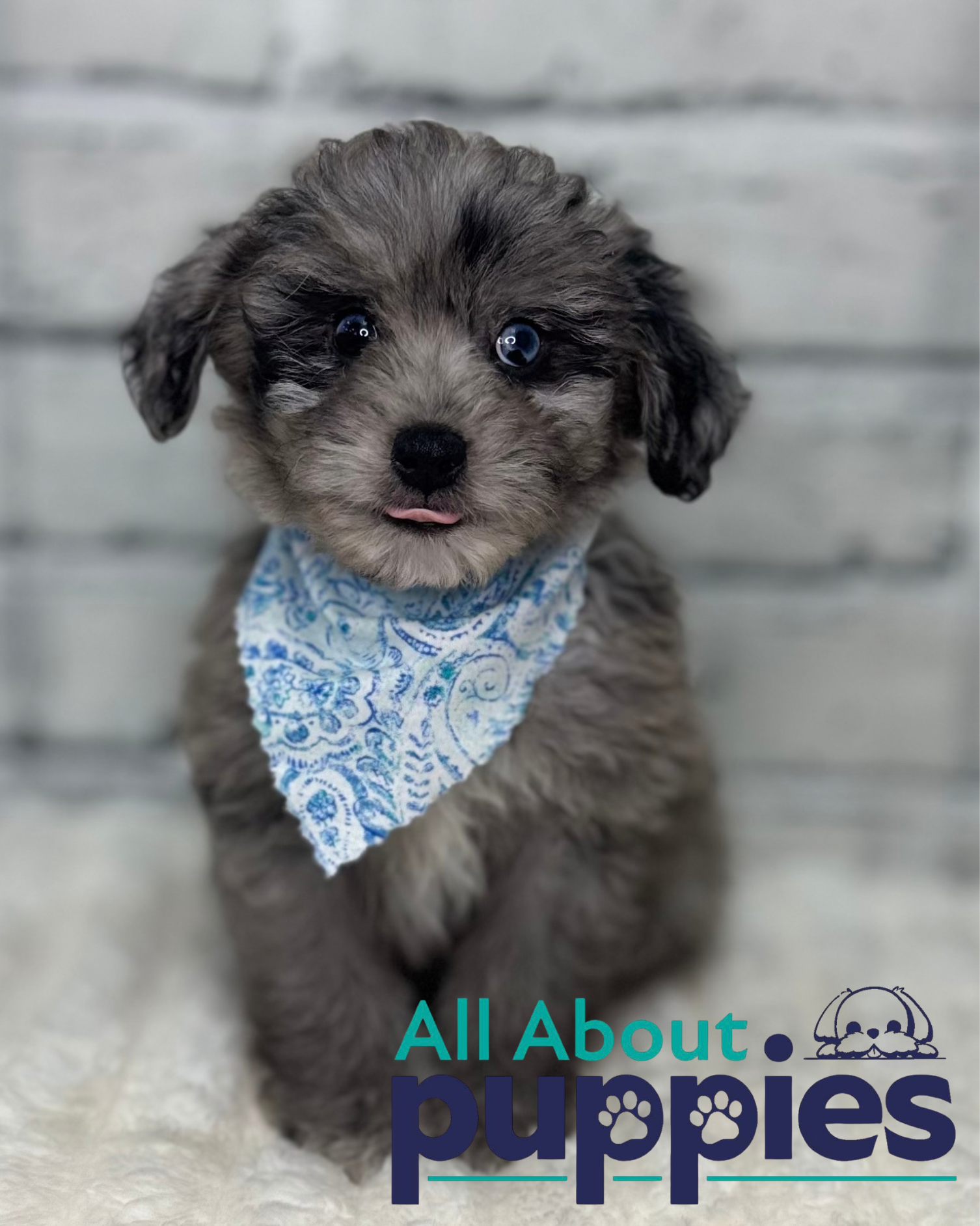 AUSSIEDOODLE