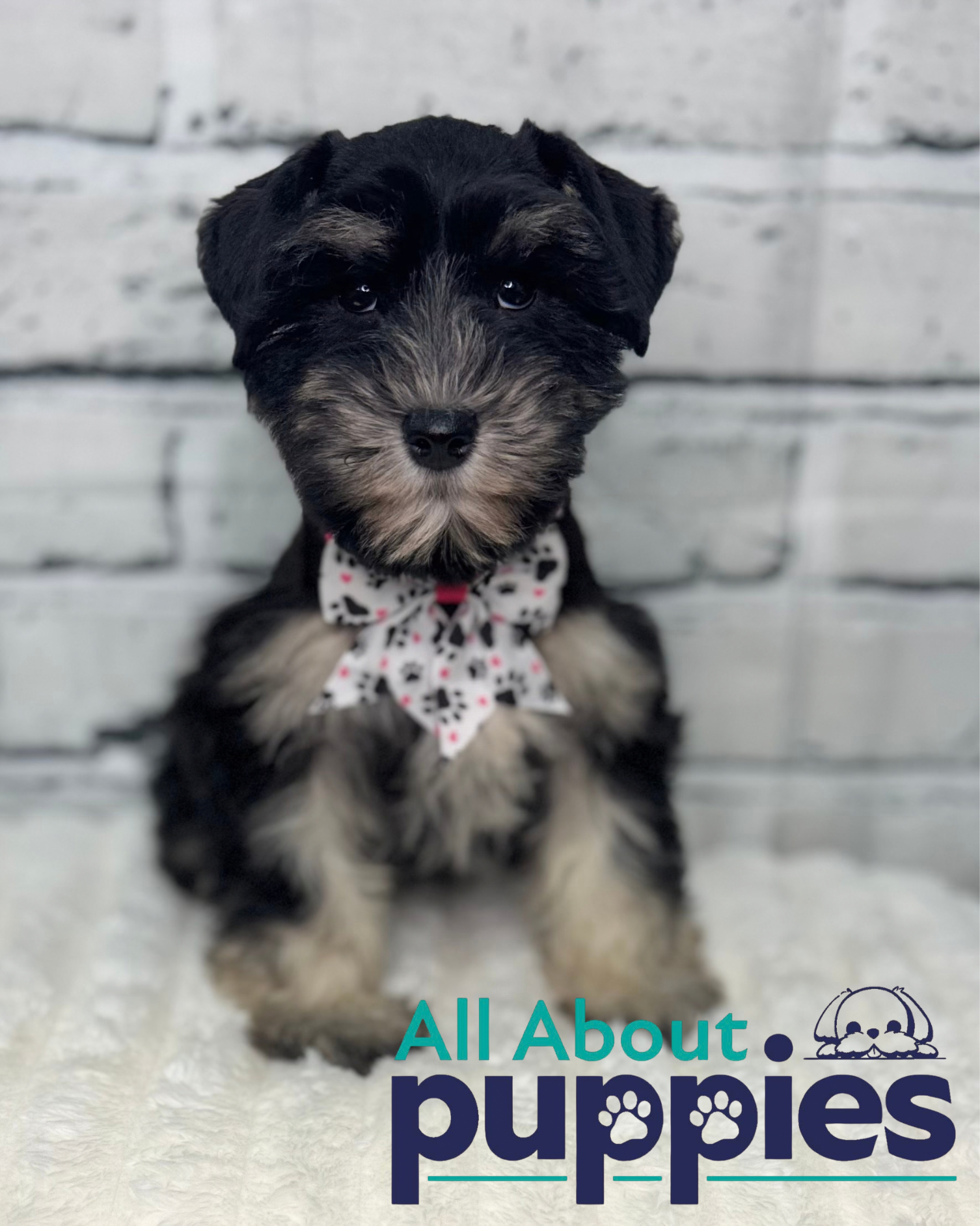 MINIATURE SCHNAUZER